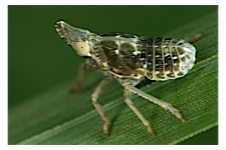 FLOW planthopper fulgoroidea fulgoromorpha insect